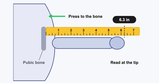 Diagram of measuring bone-pressed erect length with a ruler pressed to the pubic bone